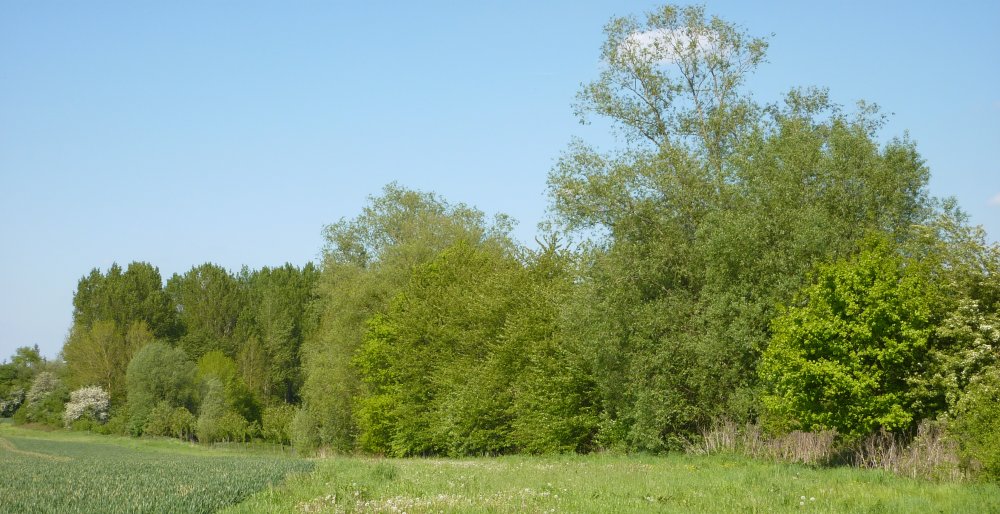 bosquet_01