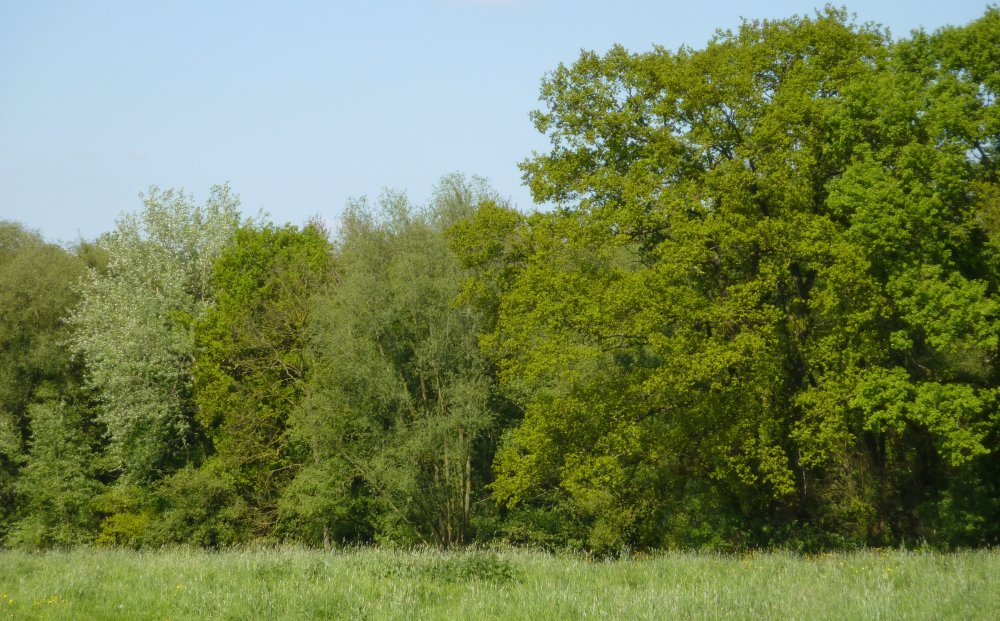 bosquet_02
