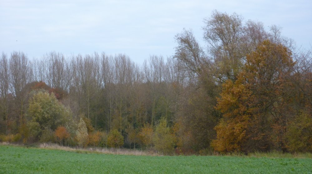 bosquet_03