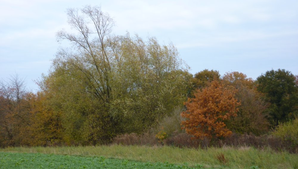 bosquet_04