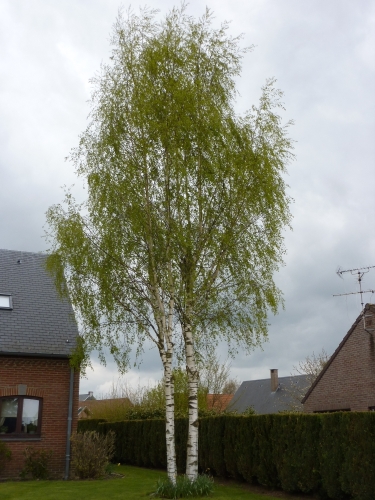 bouleau_02