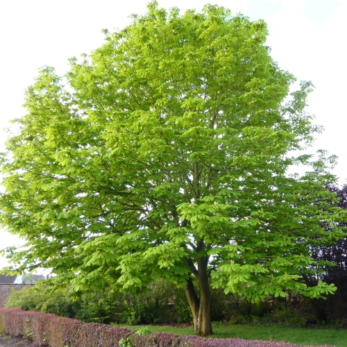 maronnier_02