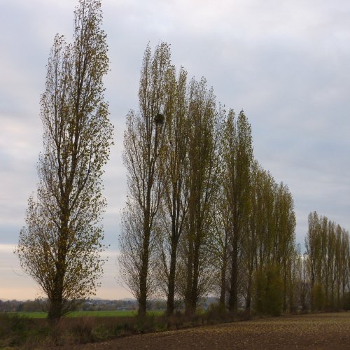 peuplier_04
