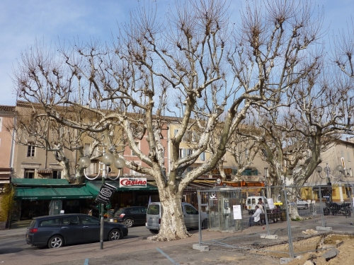 platane_01