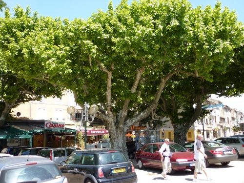 platane_02