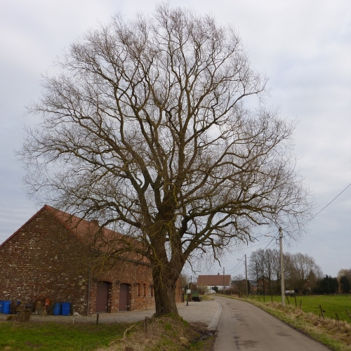 saule_01