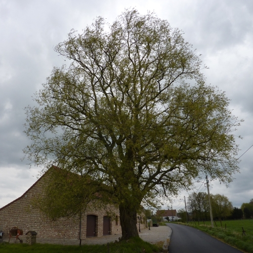 saule_02