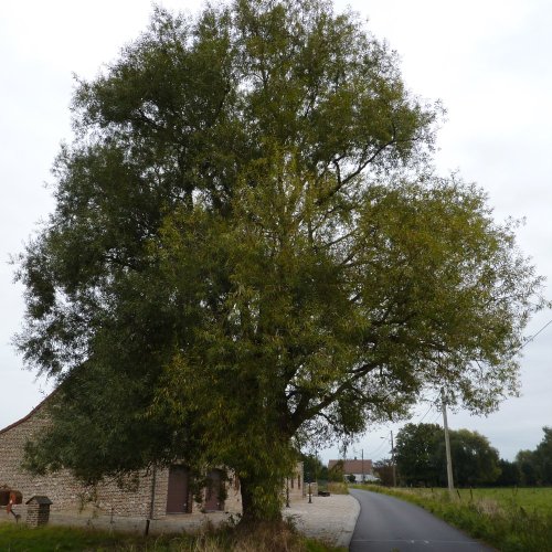 saule_03