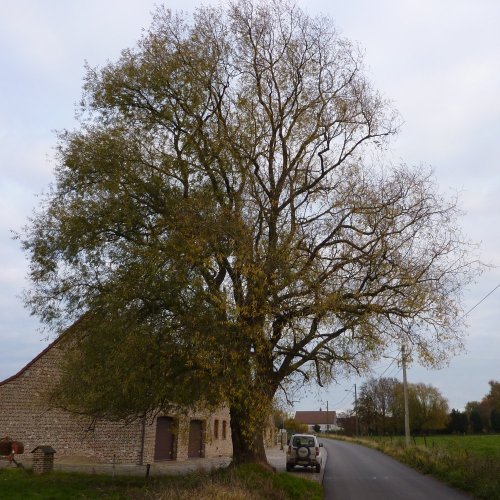 saule_04